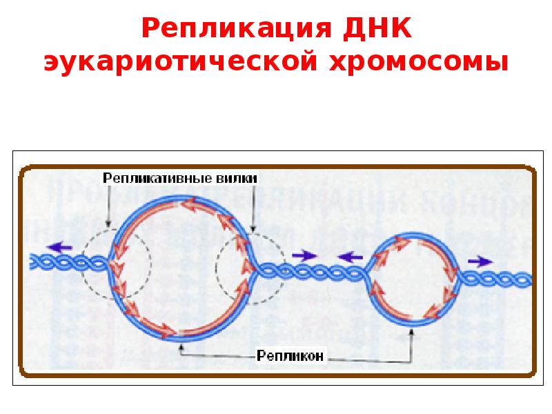 Репликация у прокариот. Монорепликонная репликация. Репликон репликация. Схема репликации ДНК. Схема репликации эукариот.