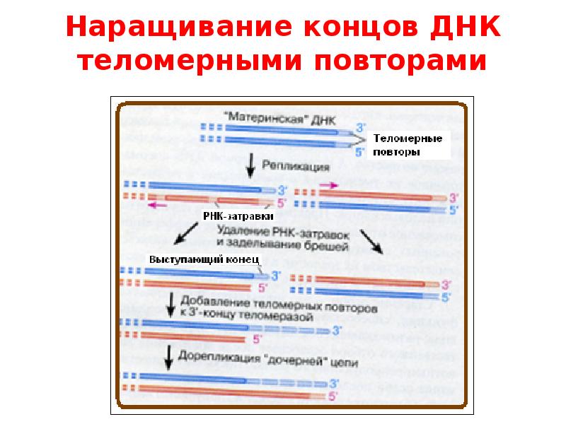 3 конец днк