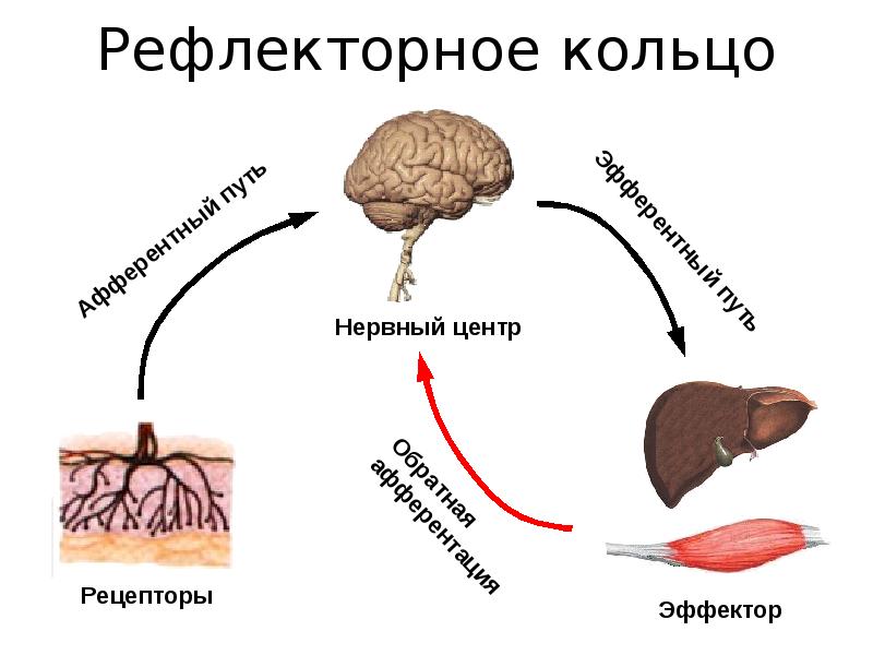 Схема рефлекторного кольца