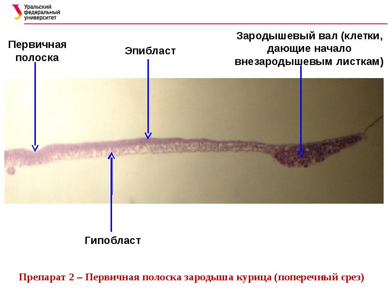 Эмбриогенез птиц презентация