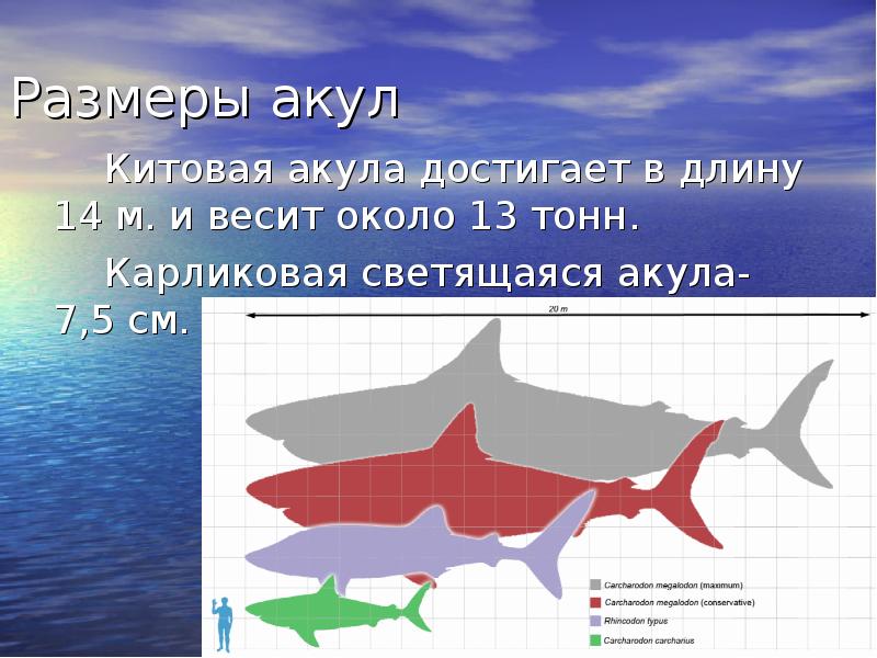 Презентация акулы по биологии