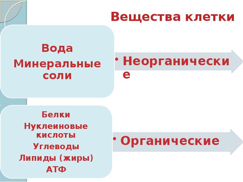 Вещества клетки вода. Транспорт веществ.