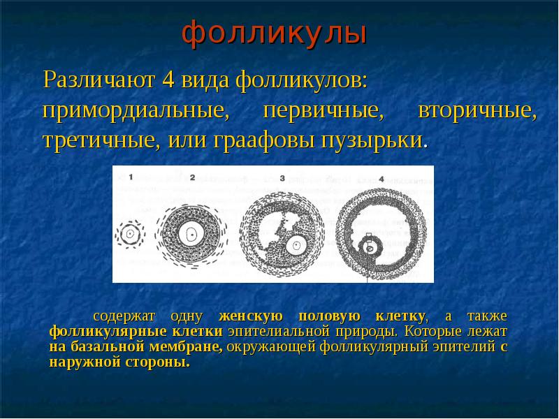 Презентация женская половая система