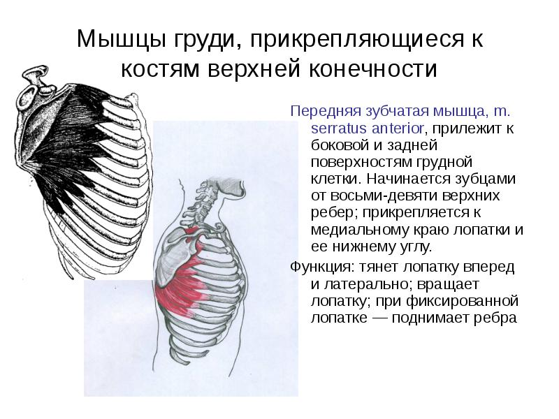 Передняя зубчатая мышца