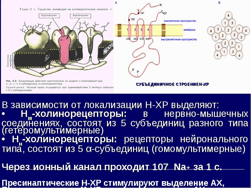 Н холинорецепторы. Взаимодействие ацетилхолина с н-холинорецепторами. Вещество, не взаимодействующее с н-холинорецепторами:. Цитозином связывается с н-холинорецепторами.