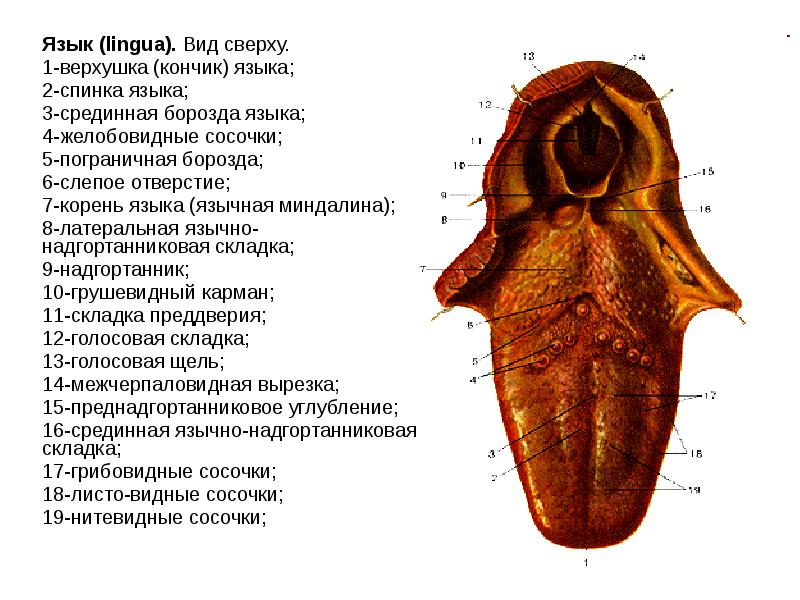 Строение языка схема