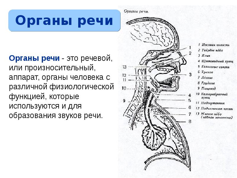 Какие органы речи