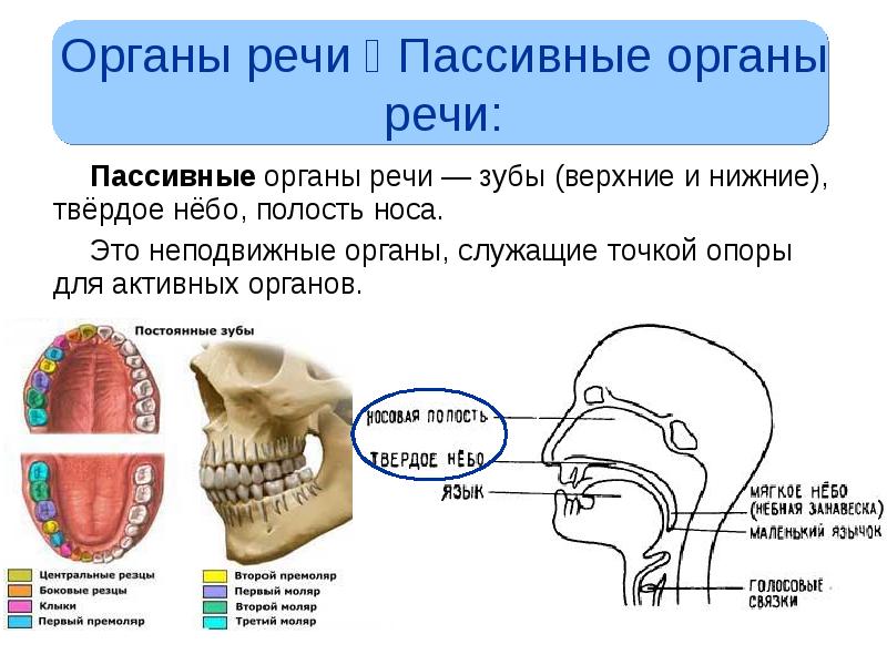 Какие органы речи