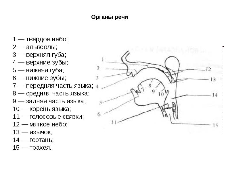 Альвеолы картинка во рту