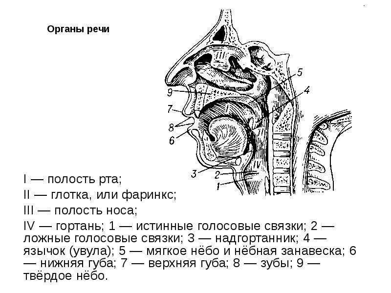 Патологии органов речи схема