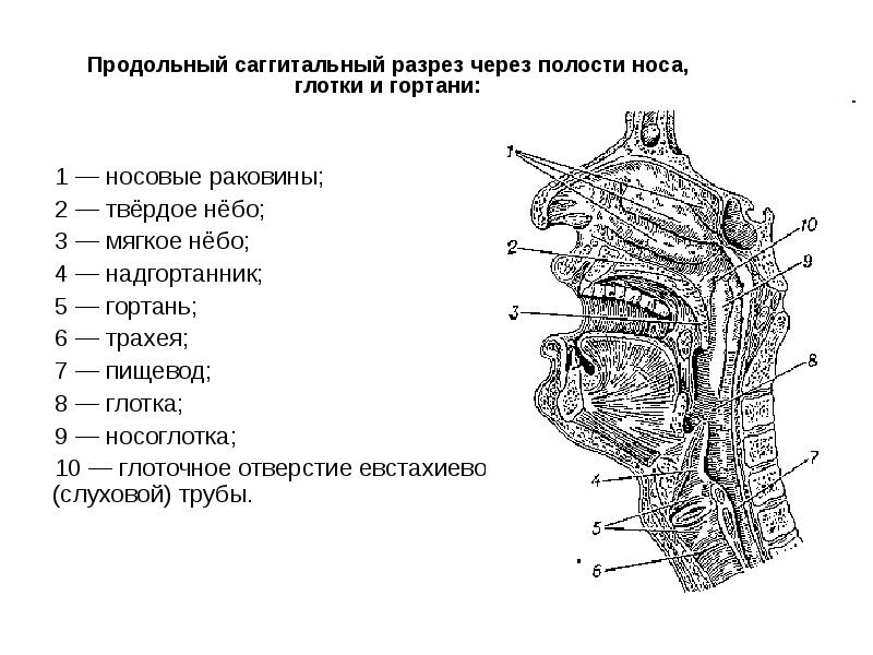 Схема носоглотки человека