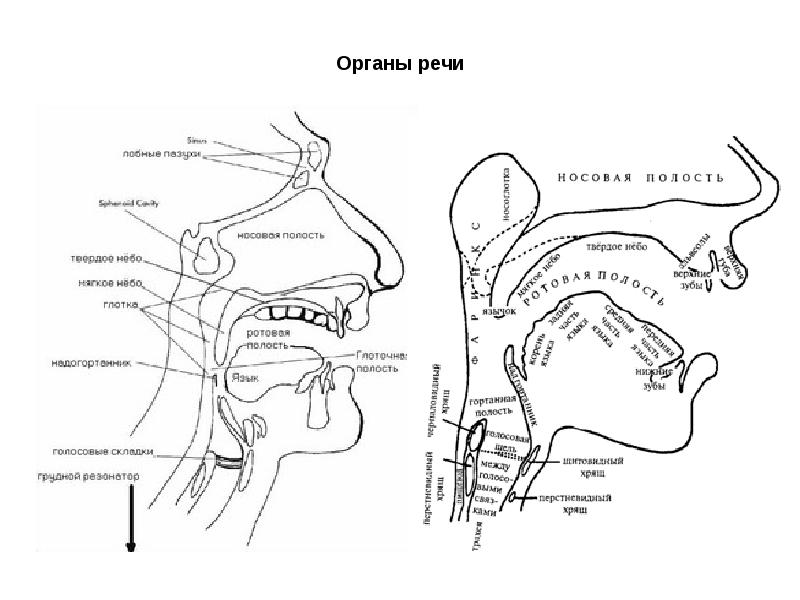 Анатомия органов речи. Сагиттальный разрез речевого аппарата. Строение голосового аппарата схема. Схема строения органов речи. Схема речевого аппарата человека.