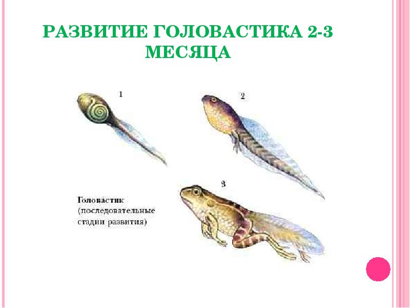 Форма тела головастика. Строение головастика земноводных. Строение головастика. Этапы развития головастика. Внутреннее строение головастика.