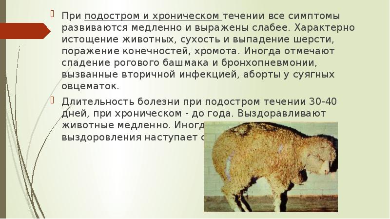 Курсовая работа по теме Катаральная лихорадка овец