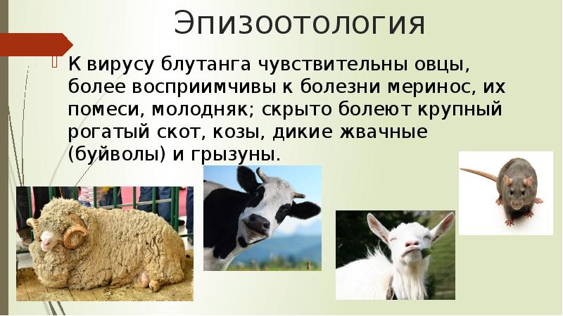 Курсовая работа по теме Катаральная лихорадка овец