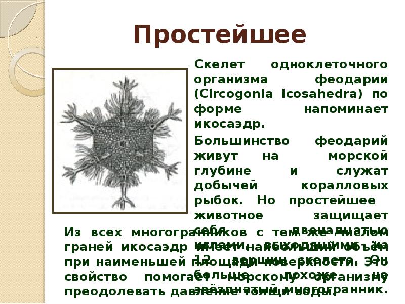 Скелет простейших. Фораминиферы и радиолярии. Внутренний скелет простейших. Одноклеточного организма феодарии. Скелет простейших.