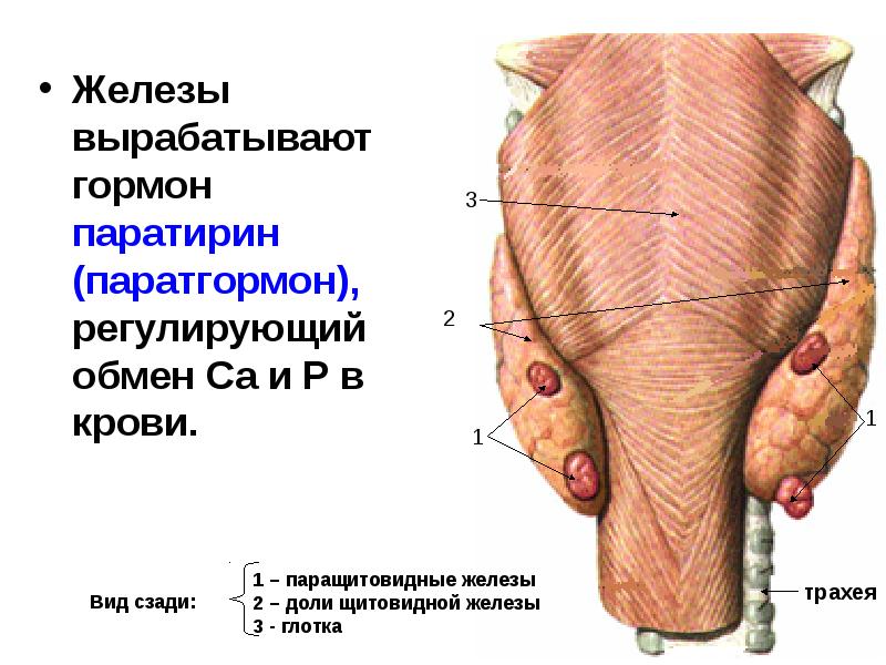 Паращитовидные железы картинка