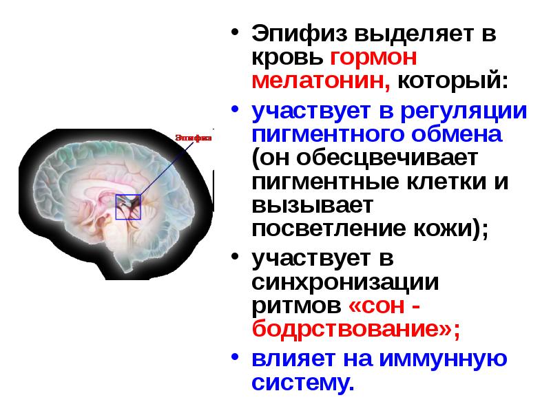 Эпифиз лучевой