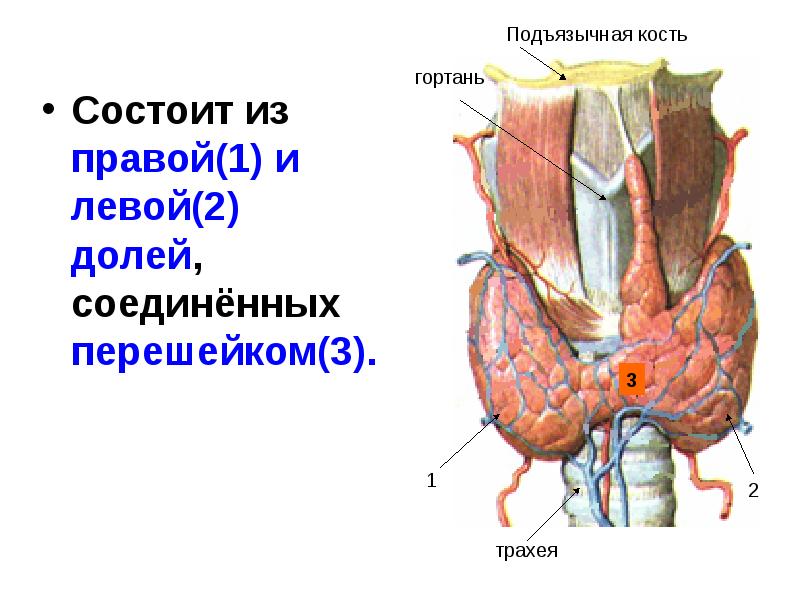 Где находится вилочковая железа у человека рисунок