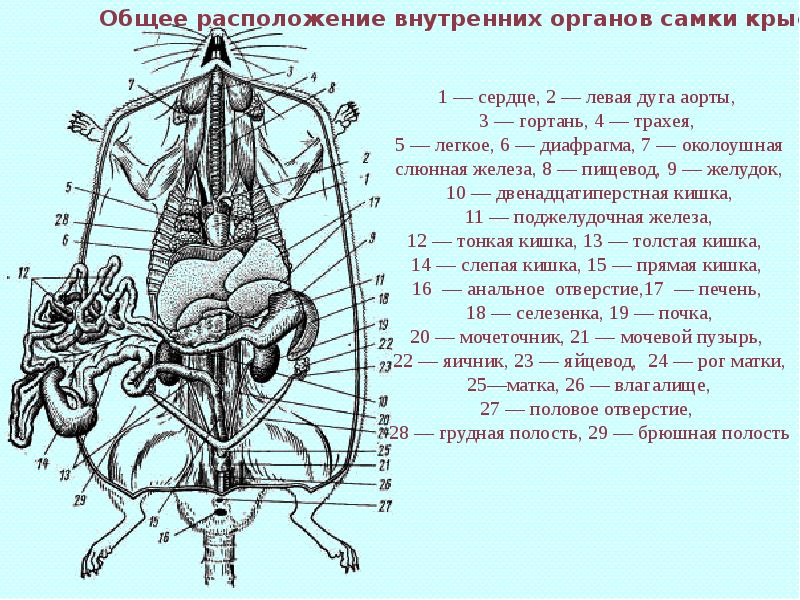 Серая крыса строение. Общее расположение внутренних органов млекопитающих. Строение органов морской свинки. Пищеварительная система морской свинки анатомия. Строение морской свинки анатомия.