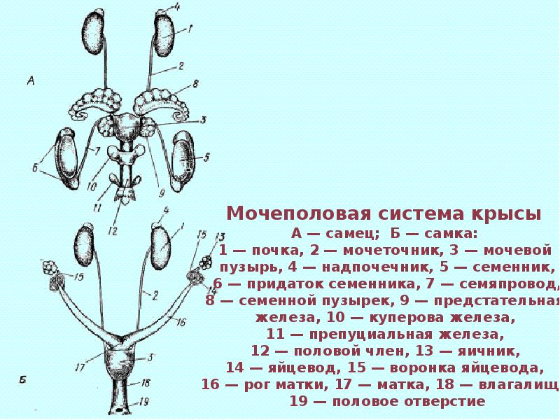 Мочеполовая система кобеля