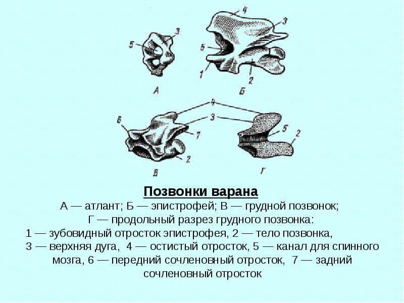 Зубовидный отросток шейного позвонка