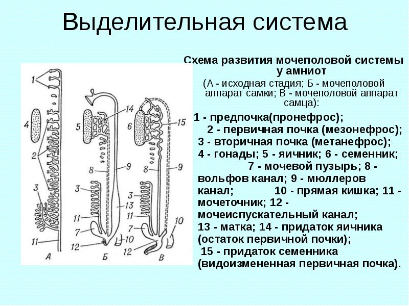 Определите общее количество мезонефросов у модельных животных