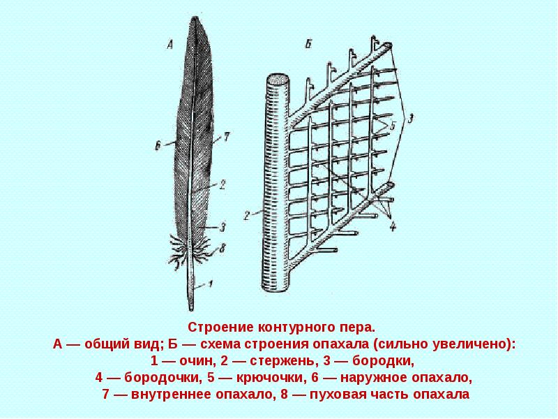 Размеры контурного пера. Строение контурного пера птицы рисунок и основные части. Перо строение. Строение контурного пера птицы. Перо птицы строение.