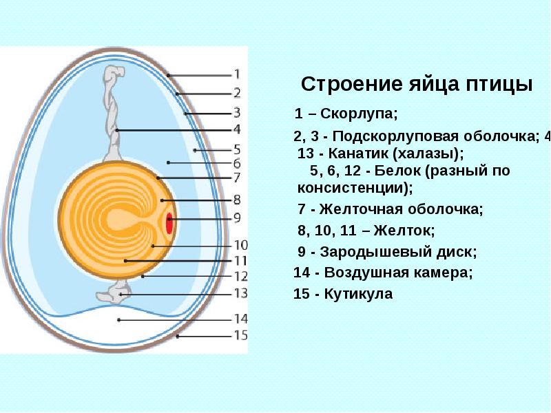 Картинка строение куриного яйца