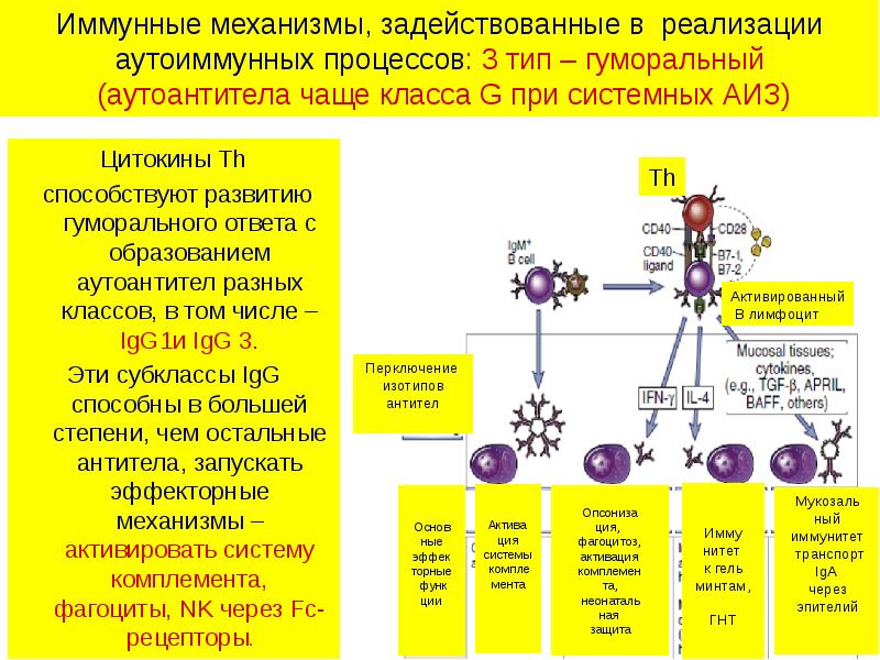 Периоды иммунного ответа