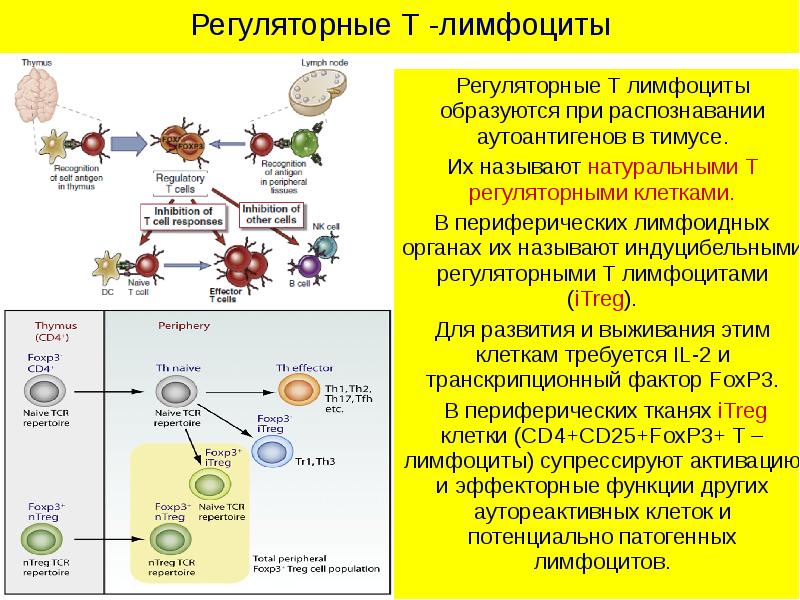 Аутоиммунные заболевания презентация