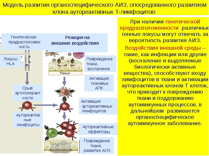 Болезнь иммунология