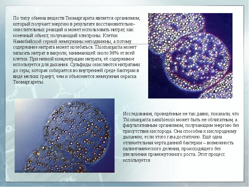 Интересные факты о бактериях презентация