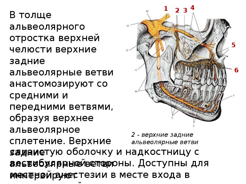 Альвеолярный гребень нижней. Альвеолярный отросток верхней челюсти. Перелом верхнего альвеолярного отростка. Строение зуба альвеолярный отросток. Альвеолярный отросток нижней челюсти.