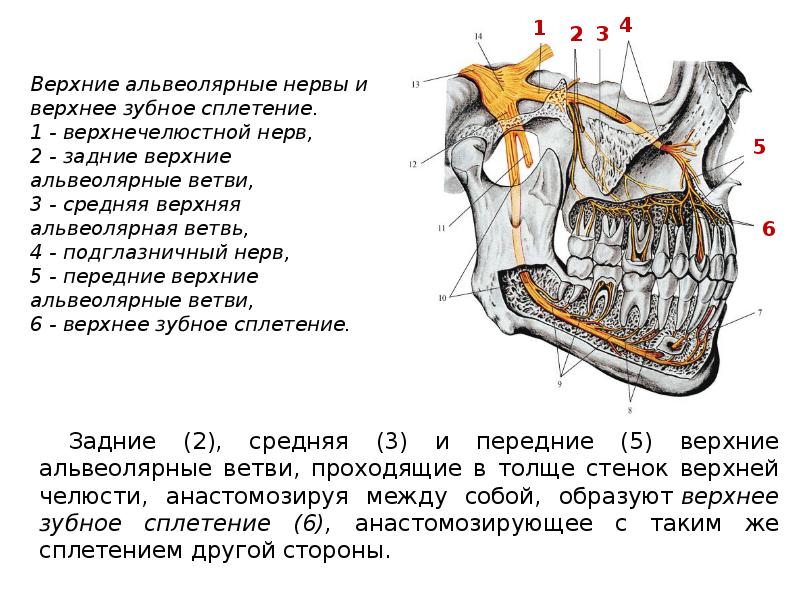 Иннервация верхней челюсти рисунок