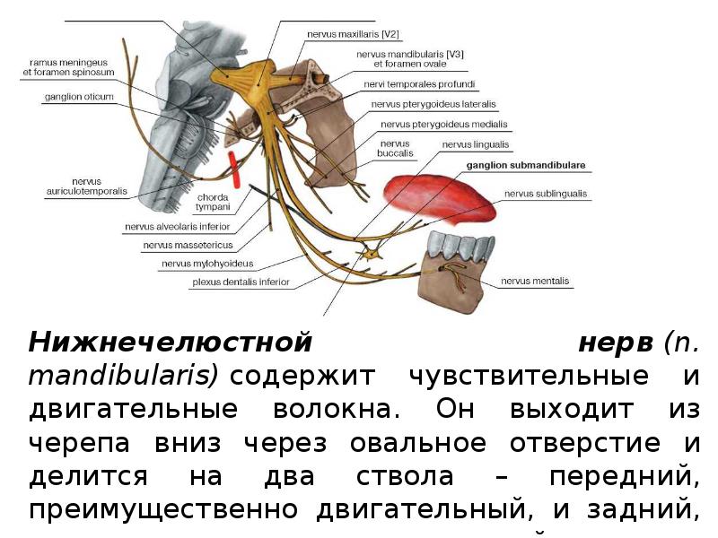 Иннервация верхней челюсти рисунок