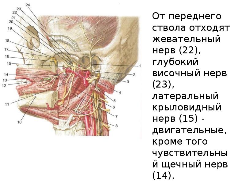 Иннервация нижней челюсти презентация