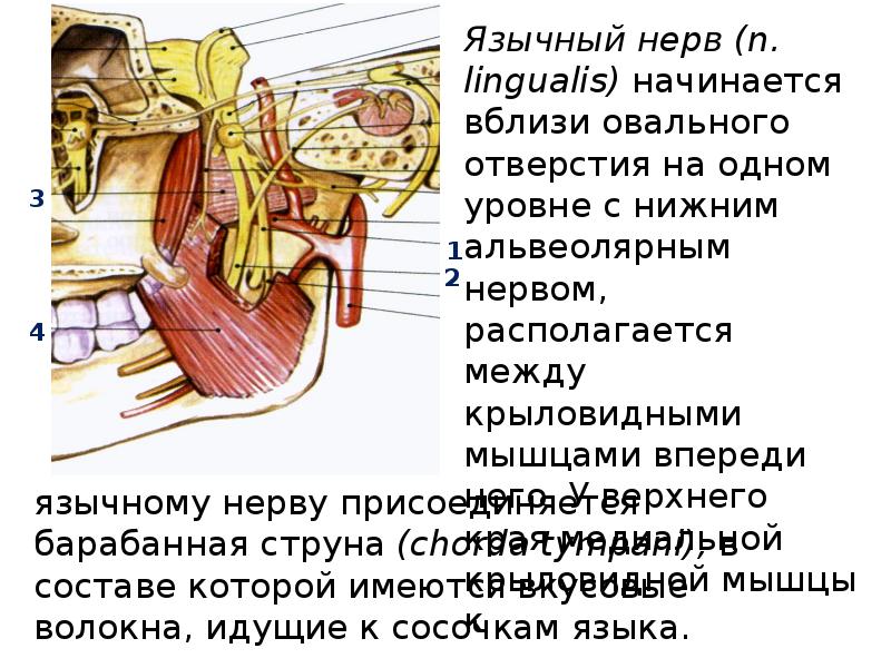 Иннервация нижней челюсти презентация