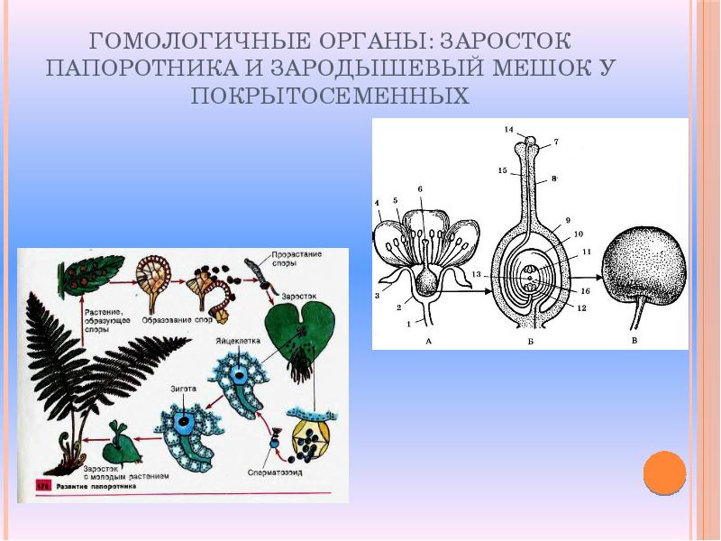 Аналогичные органы примеры