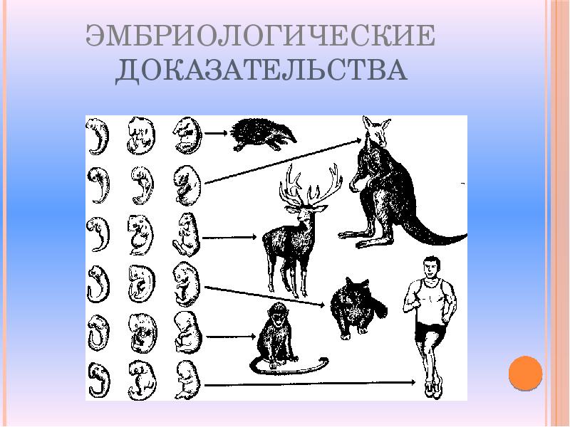 Какая группа доказательств эволюции. Эмбриологические доказательства эволюции органического мира. Объяснить доказательства эволюции живой природы. 2. Доказательства эволюции живой природы.. Презентация доказательства эволюционного развития живой природы.