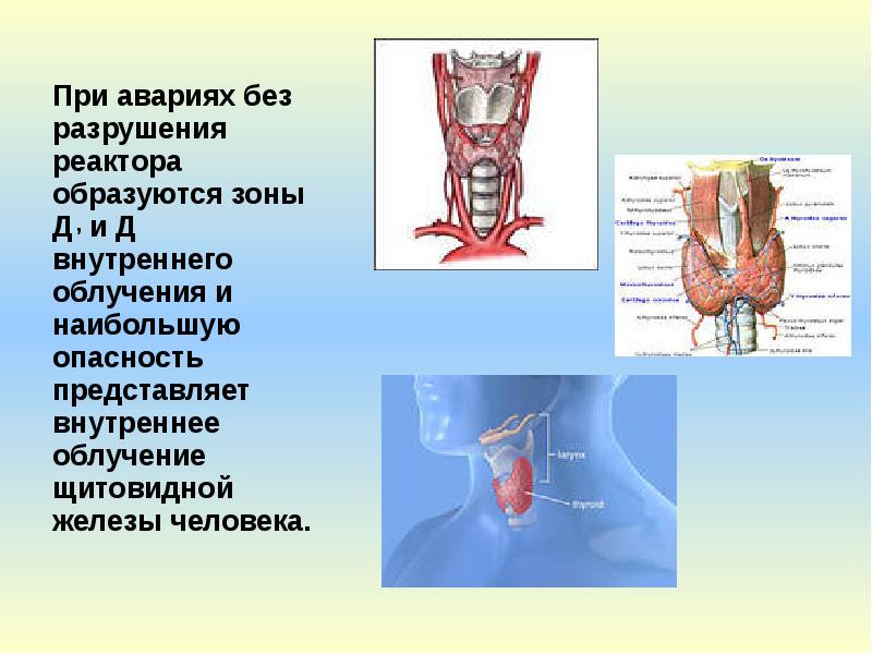 Наибольшую опасность представляет. Облучение щитовидной железы. Радиооблучение щитовидной железы. Лучевая терапия щитовидной железы. Щитовидная железа и радиация.