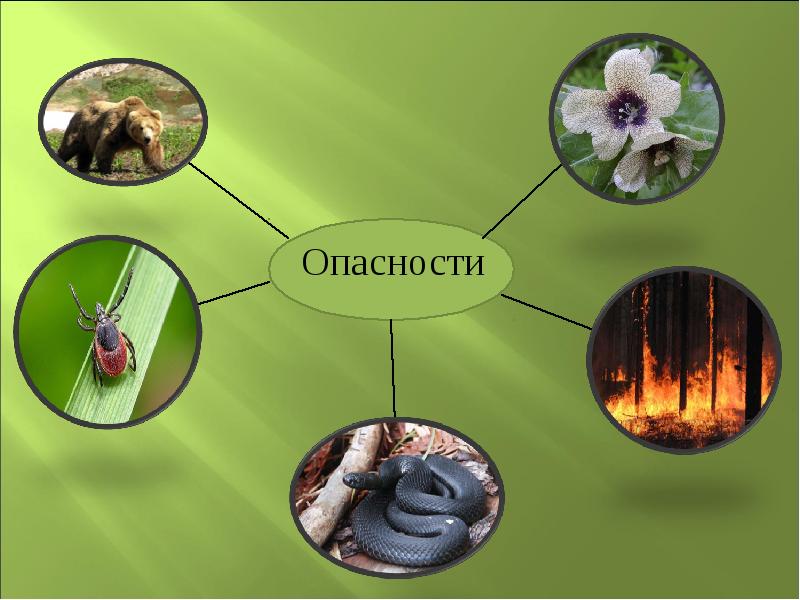 Проект о лесных опасностях 2 класс