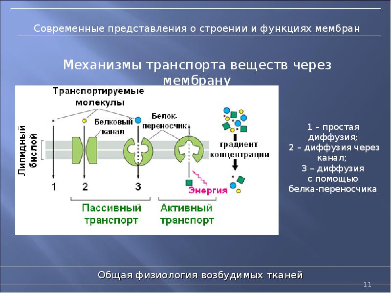 Функции мембраны физиология