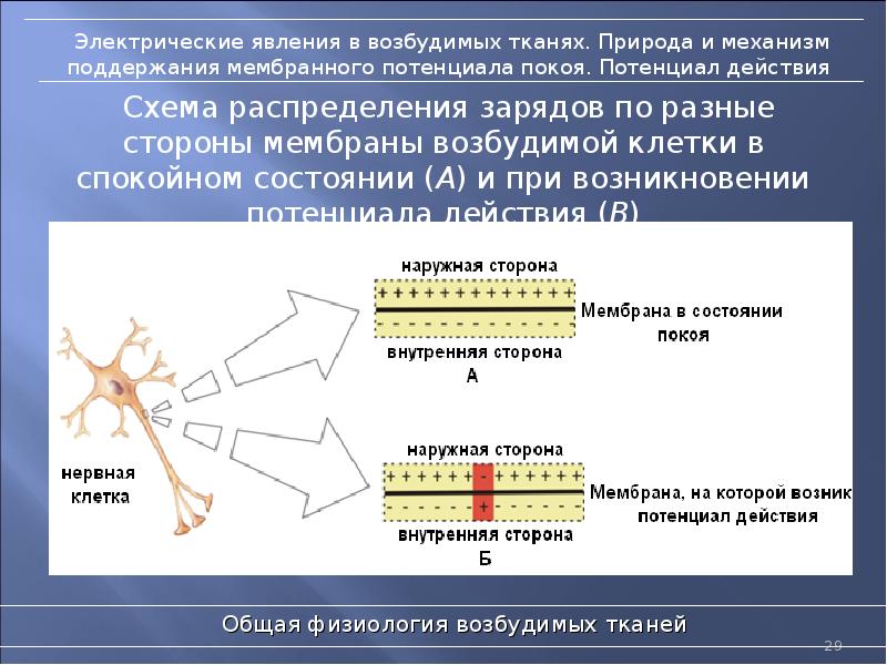 Презентация на тему физиология возбудимых тканей