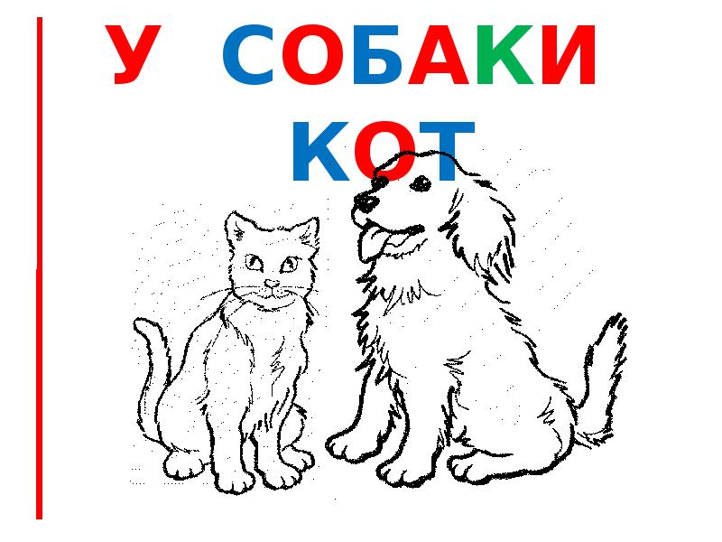 У собаки  кот