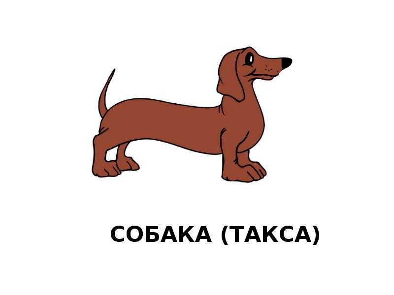 Собака (такса)