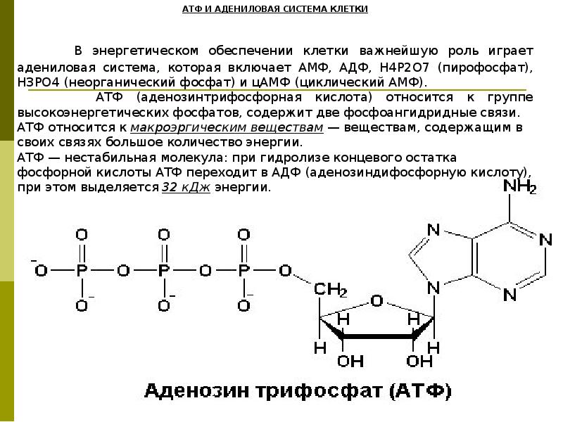 Атф состоит из остатков. АТФ И ЦАМФ биологическая роль. Строение АТФ И ЦАМФ. АТФ И ЦАМФ структура. Адениловая система.