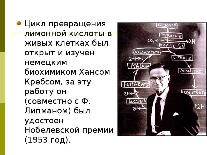 Цикл превращения лимонной кислоты в живых клетках был открыт и изучен
