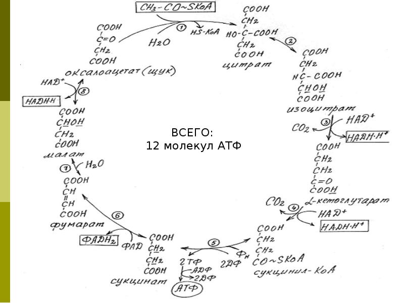 Цикл кребса биохимия кратко и понятно схема