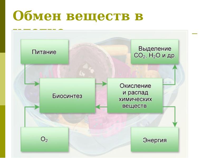 Цикл трикарбоновых кислот